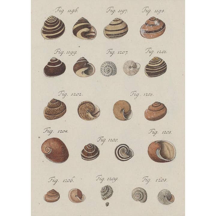 Shells II Antique Print for wholesale by Sea to Skye