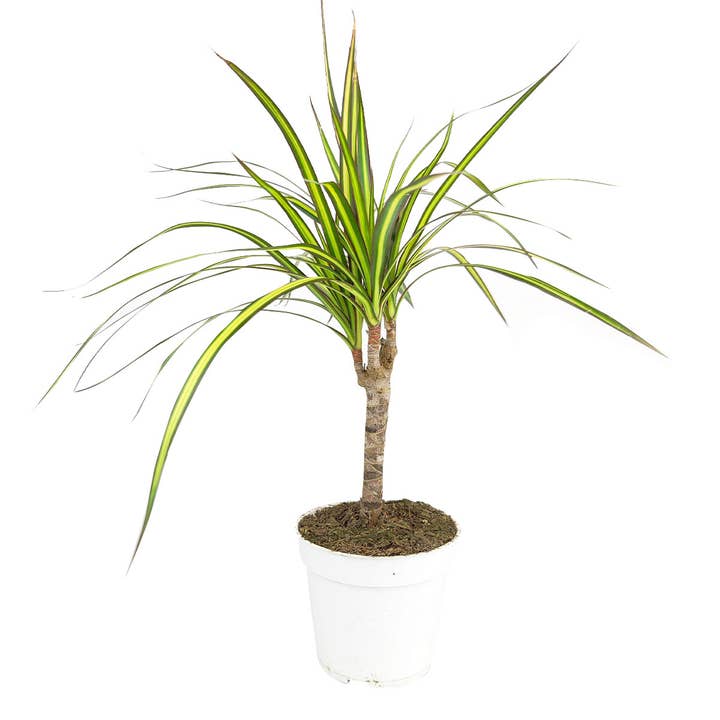 Best Plant Friend - Wholesale Live Plant - Dracaena Marginata Kiwi - Low-maintenance Plants 4/6in Pot0