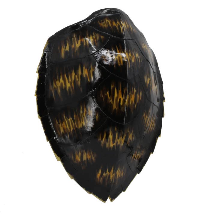 Modern World by Contrast Inc. - Wholesale Wall Accent - Faux Hawksbill Turtle Shell Wall Décor3