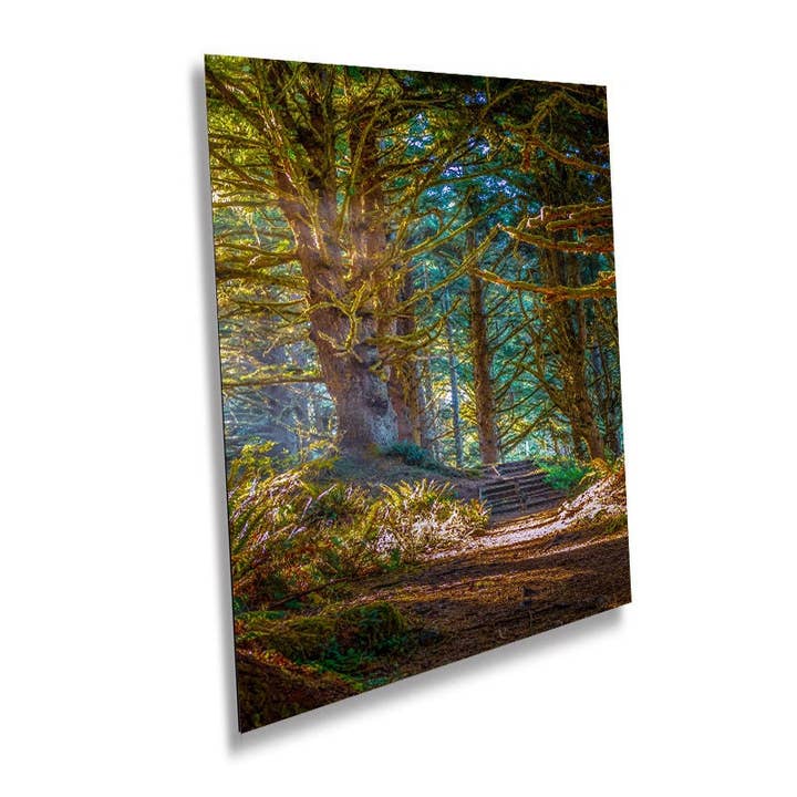 Enchanting Oregon Forest: Sunlight Reflection in Florence Woods Wall Art Metal Acrylic Print Oregon Portrait Photography for wholesale by Images By Cheri