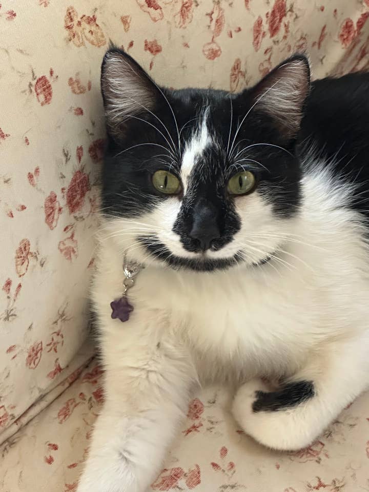 Amethist Bescherming Ster genezende huisdier kristal hanger voor wholesale door Crystal Pet Love