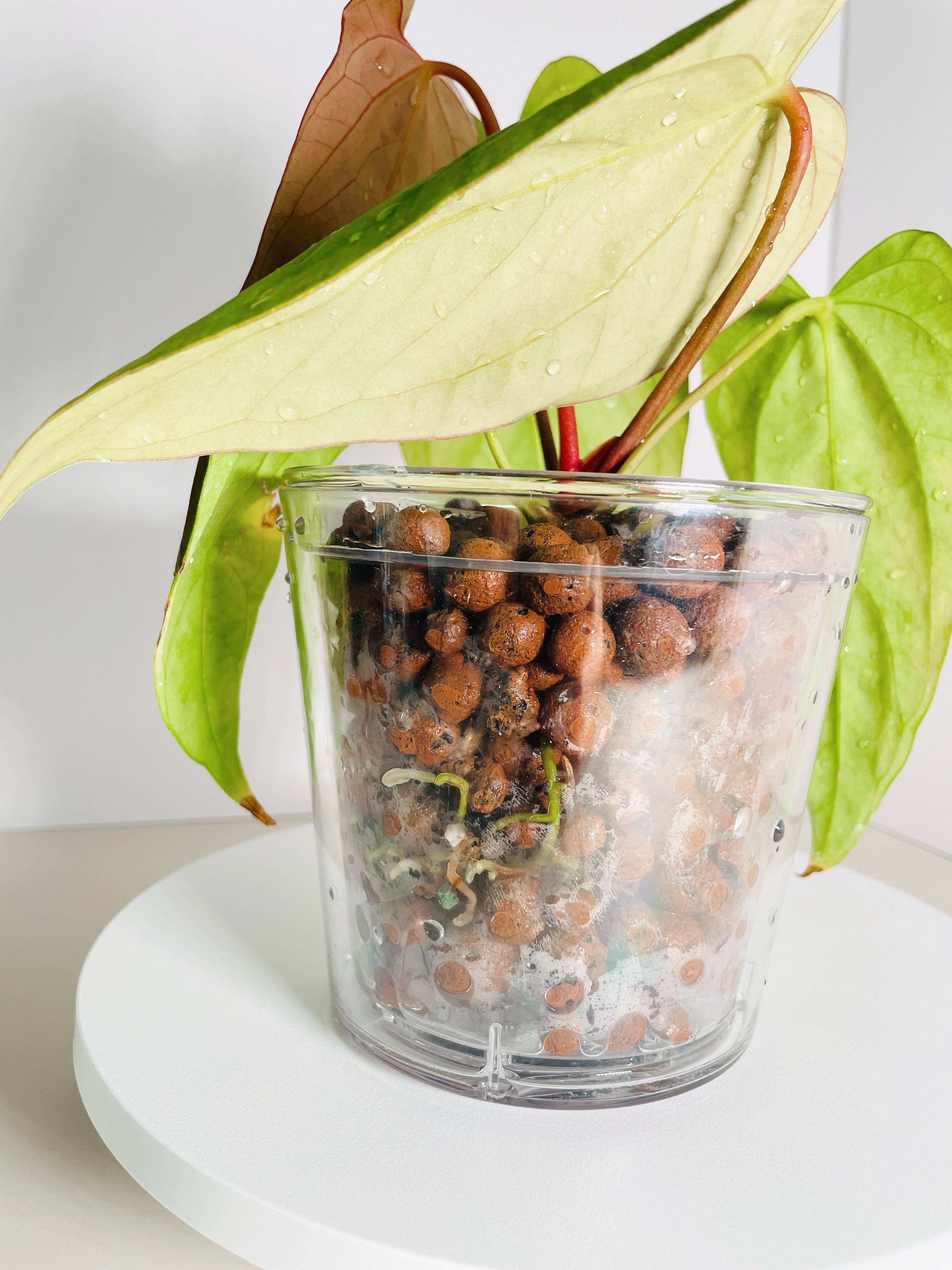 Coco and Palm Trees - Wholesale Plant Pot - Acrylic Clear Pot with Cover 4.5”3