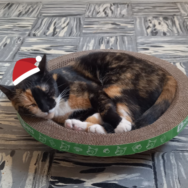 Designer Pet Products, LLC - Wholesale Pet Scratcher - Cat - Round Cat Scratcher 5 Pack

 (Copy) (Copy)1