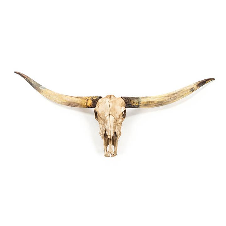 Texas Long Horn Skull Wall Decor for wholesale by Zentique Inc.