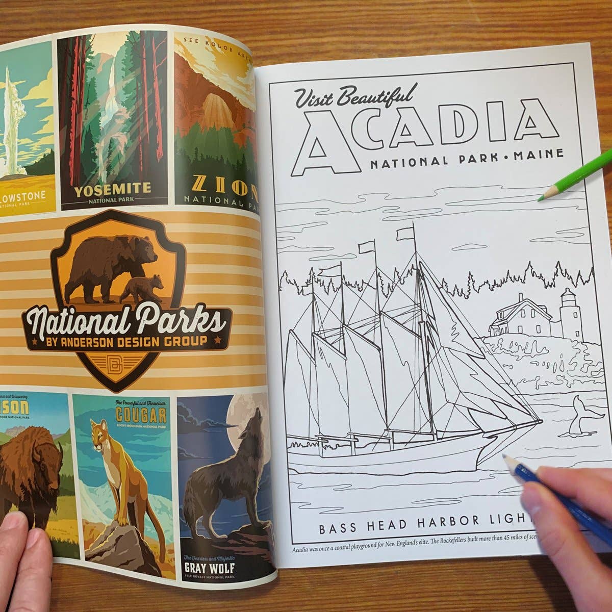Anderson Design Group - Wholesale Coloring & Activity Book - Adult - COLORING BOOK: 63 National Parks1