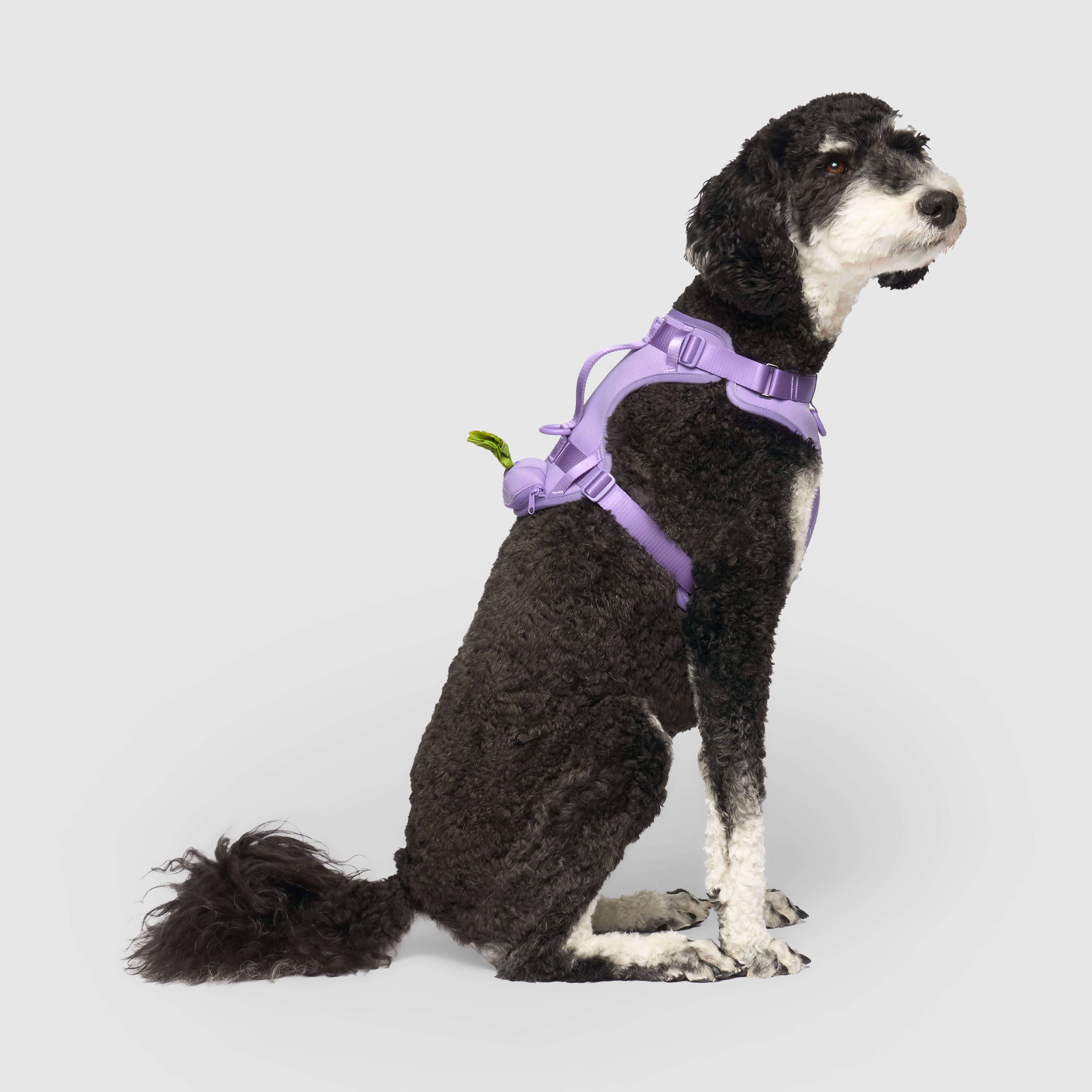 Canada Pooch - Wholesale Pet Harness - Dog - Everything Neoprene Harness- Dog Harness6