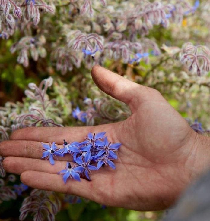 Little Veggie Patch Co – Großhandel Pflanzensamen – Borretsch 'Gemein' Erbstücksamen1