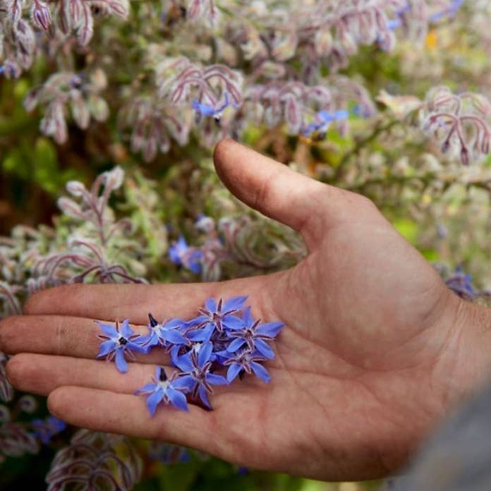 Little Veggie Patch Co - Wholesale Plant seeds - Borage 'Common' Heirloom seeds1