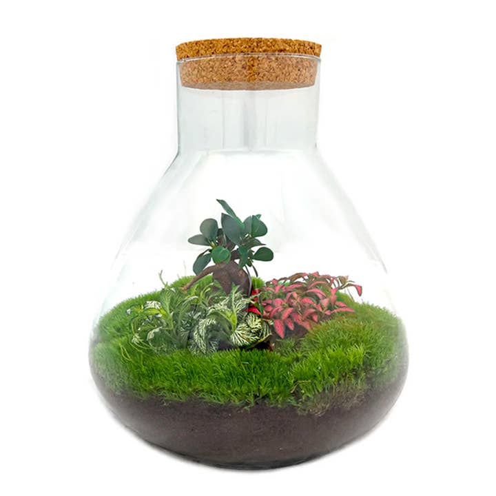 Trendhero.nl/b2b – Engroshandel DIY-hobbysæt – Terrarium DIY Kit - Sam XL Bonsai - Flaskehave - ↑ 35 cm