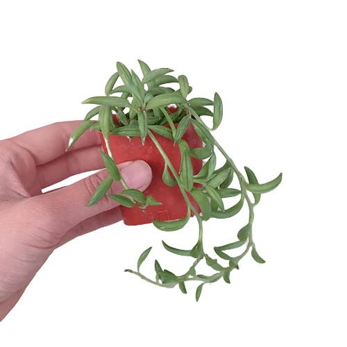 Best Plant Friend - Wholesale Succulent - Senecio String of Bananas - Live Succulent in 2/4/6in Pot6