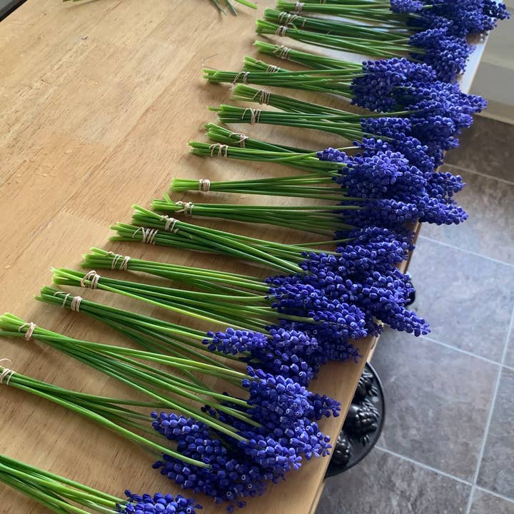 Twig and Snip - Wholesale Dried/Pressed Flowers - Dried Blue Grape Hyacinth Flowers - Natural Cool Tones7