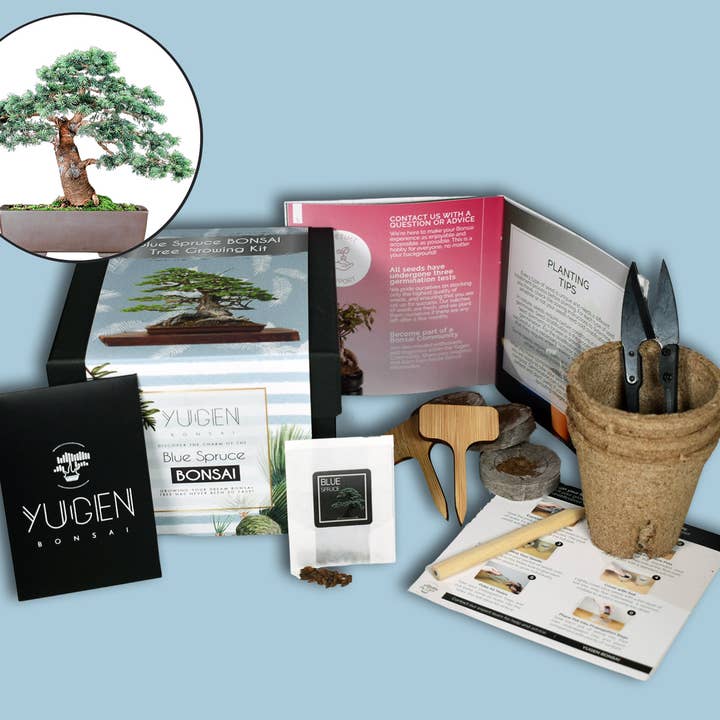 Blue Spruce Bonsai Tree Growing Kit for wholesale by Yugen Bonsai