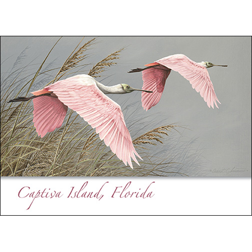 Earth Sky + Water - Wholesale Everyday Greeting Card - Roseate Spoonbill0