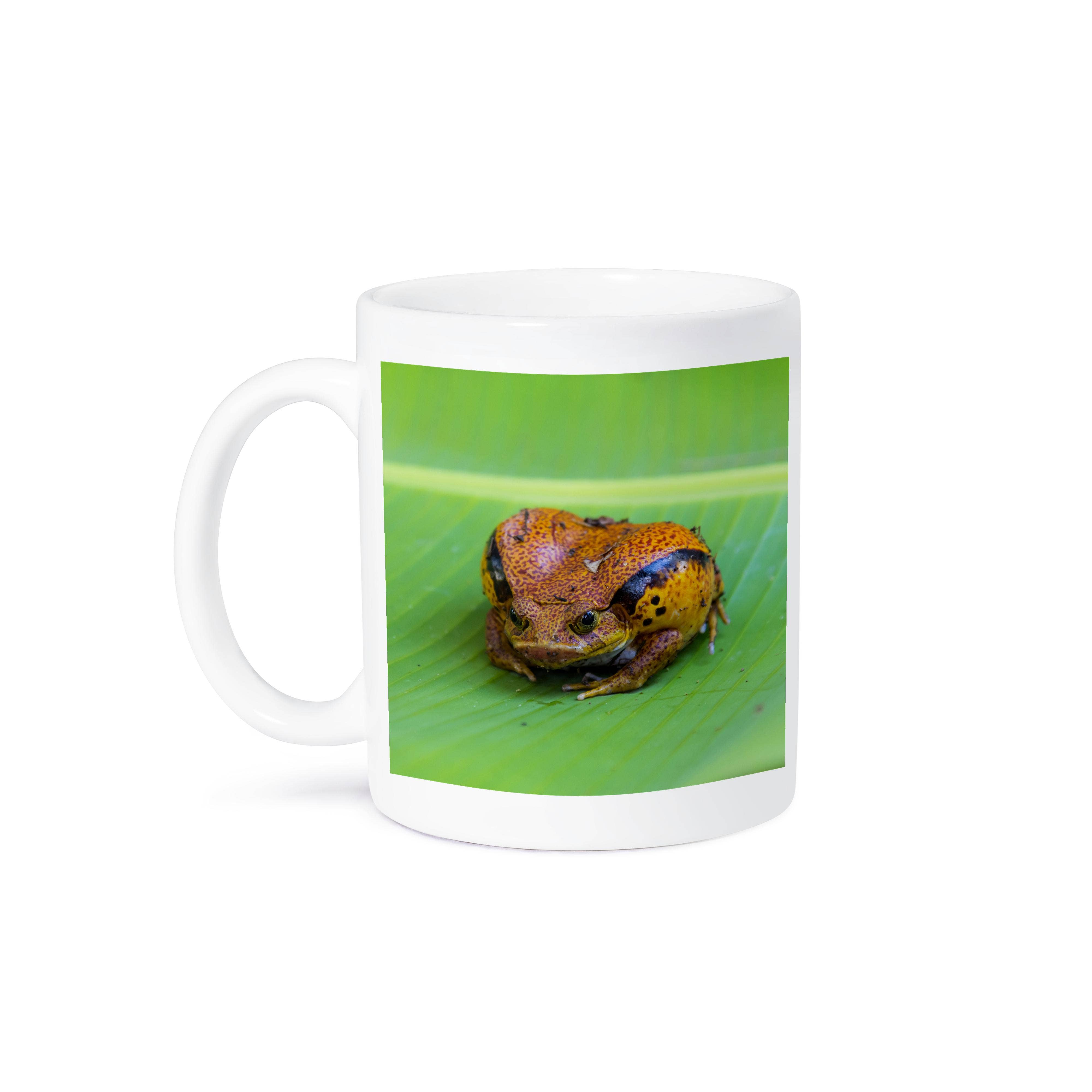 3dRose – Großhandel Kaffeebecher – 3dRose, Madagaskar, Peyrieras Reptilienfarm. Madagaskar-Tomatenfrosch., Tasse8