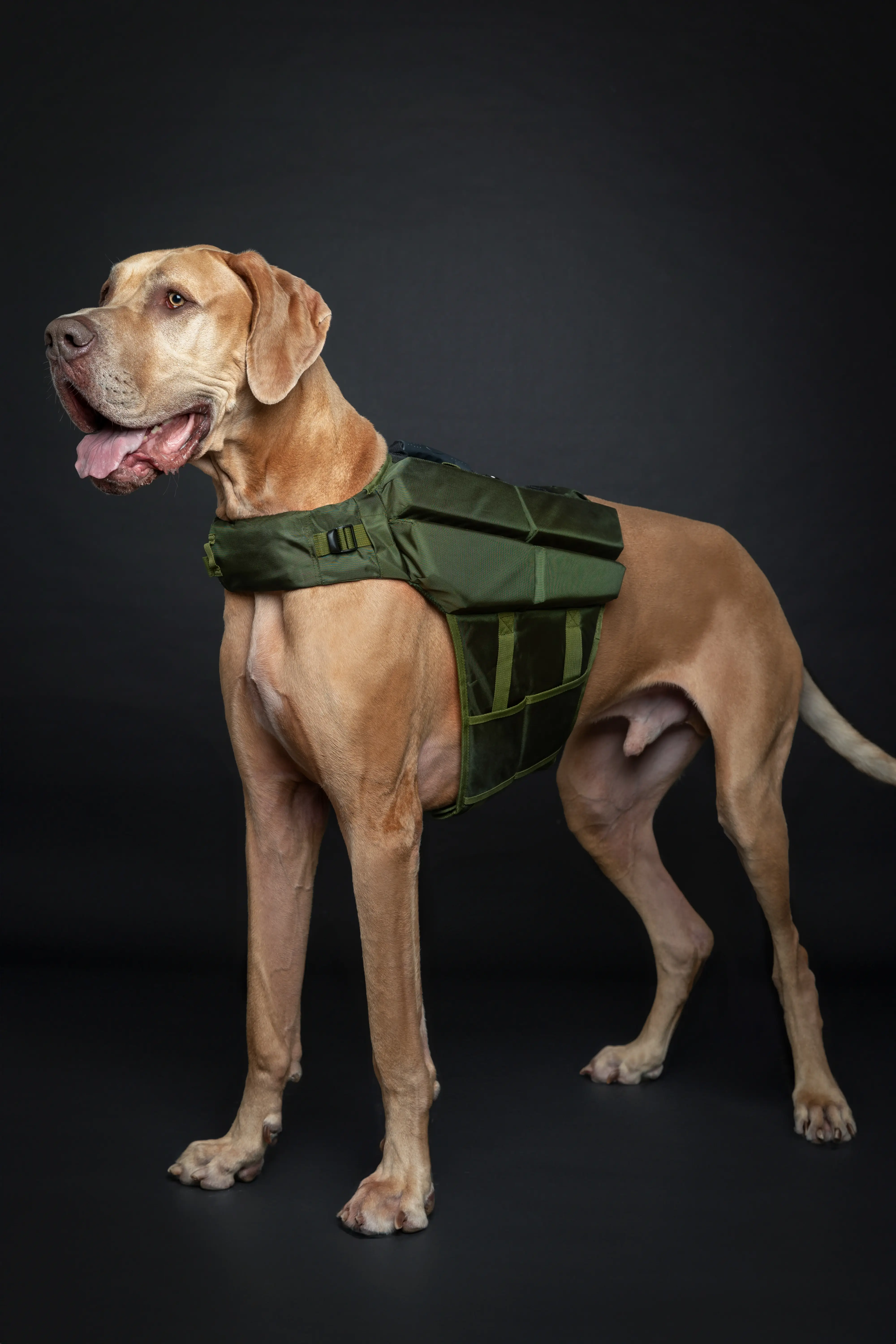 NOAH AND PAW LLC - Wholesale Pet Jacket - Dog - Human Standards Dog Lifejacket Design with 4x Foam Support for Max Floating - Green18