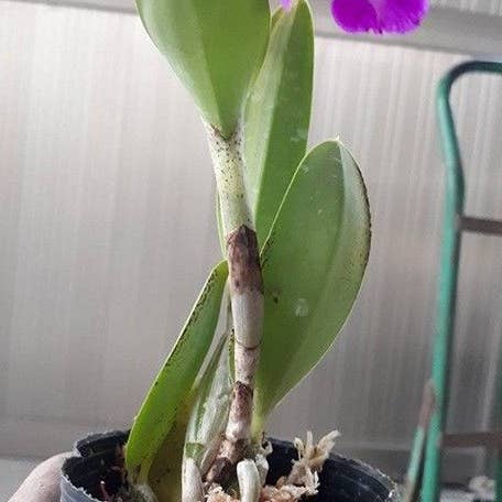 Potinara Tsiku Amante 2.5" | Rare Houseplant for wholesale by OrchidBox