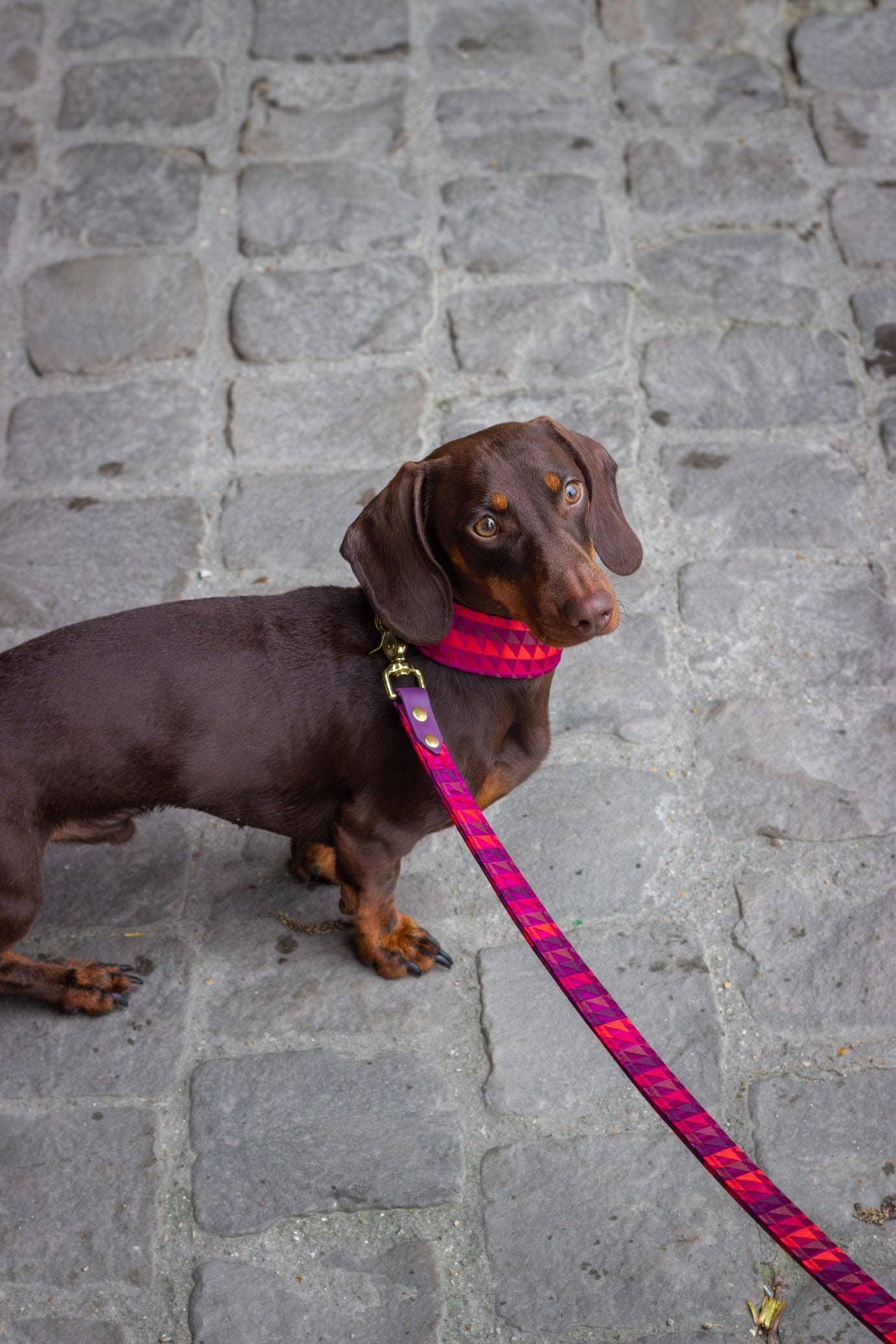 Atelier Markiz - Wholesale Pet Collar - Dog - Rio Necklace1