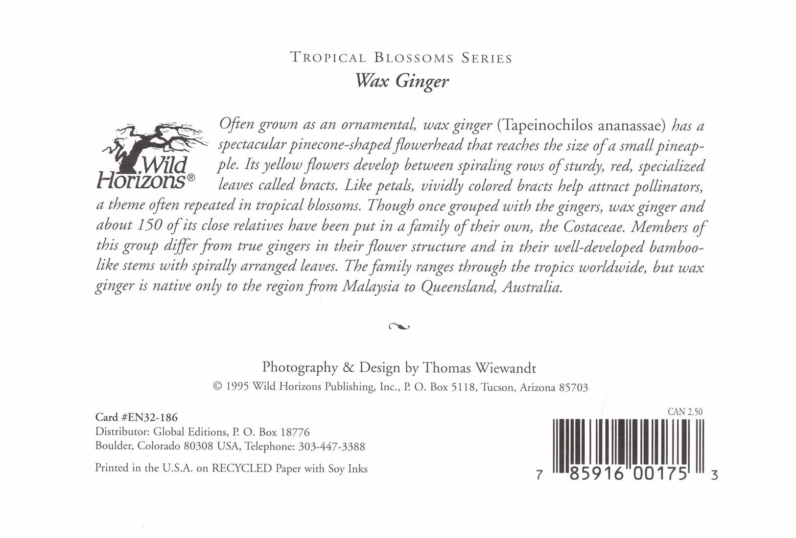 Wild Horizons Productions - Wholesale Stationery/Notecard Set - Notecard +Envelope:  Tropical Flowers,  Wax Ginger1