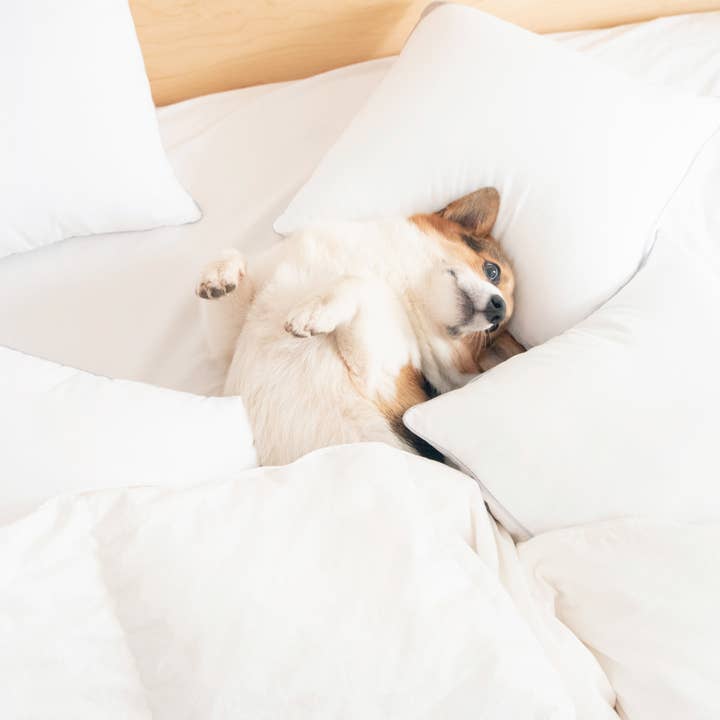 Monday Moose - Wholesale Pillow Insert - Delirio Pillow Inserts (4-Pack)12