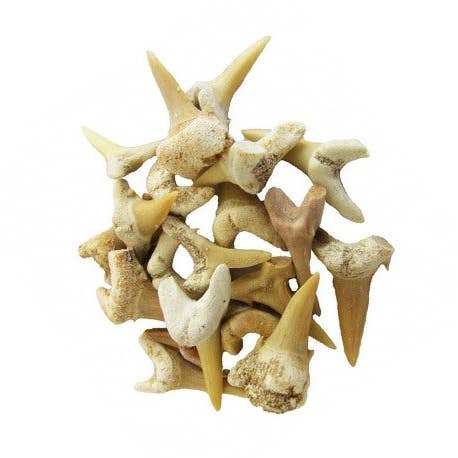 Fossil Shark Teeth - 10 Pack for wholesale by Tradition Creek