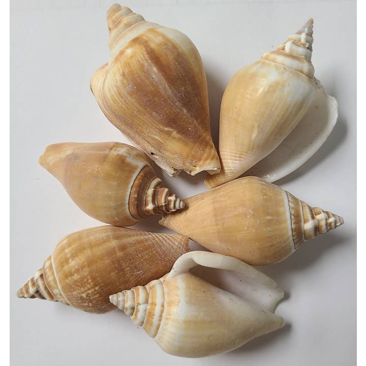 Darlene's Shells - Wholesale Decorative Tabletop Object - CANARIUM STROMBUS