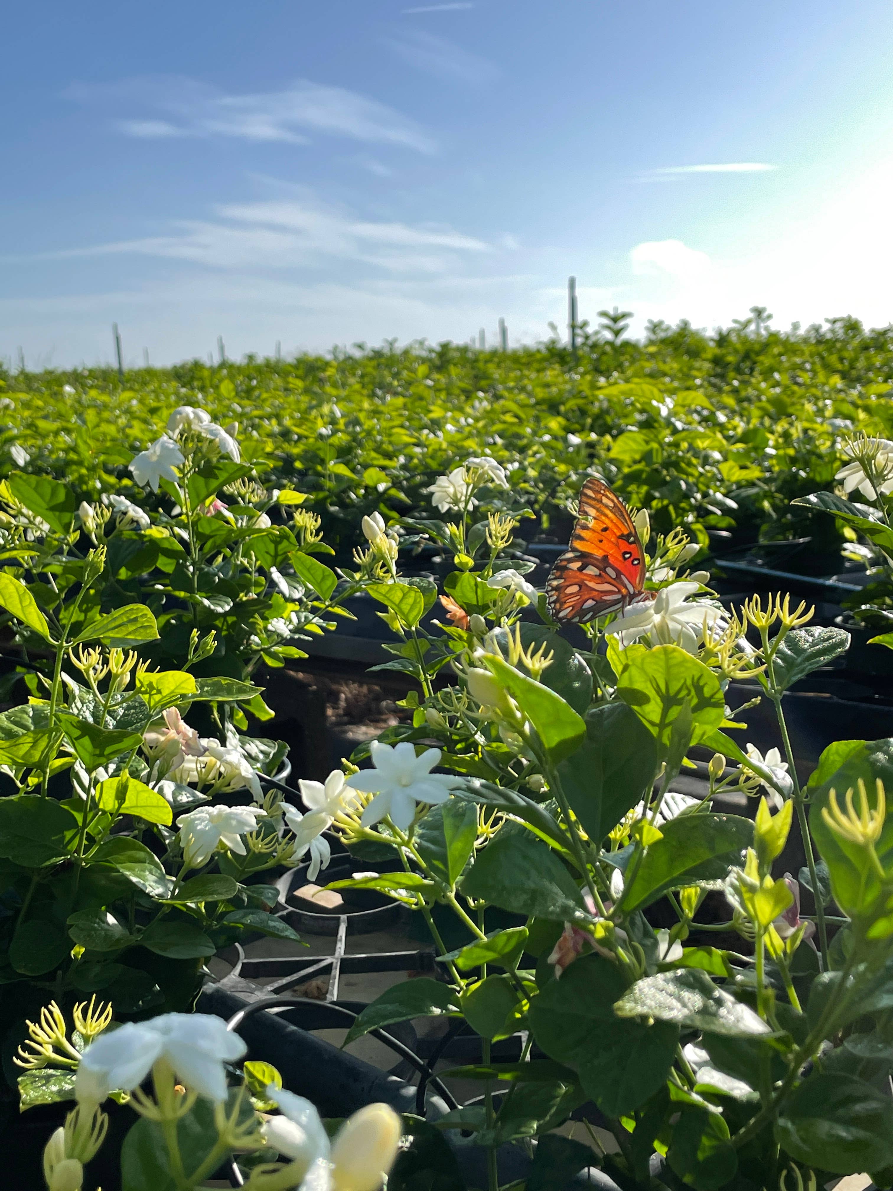 O F Nelson’s - Wholesale Live Plant - 6" Jasmine sambac 'Maid of Orleans'1