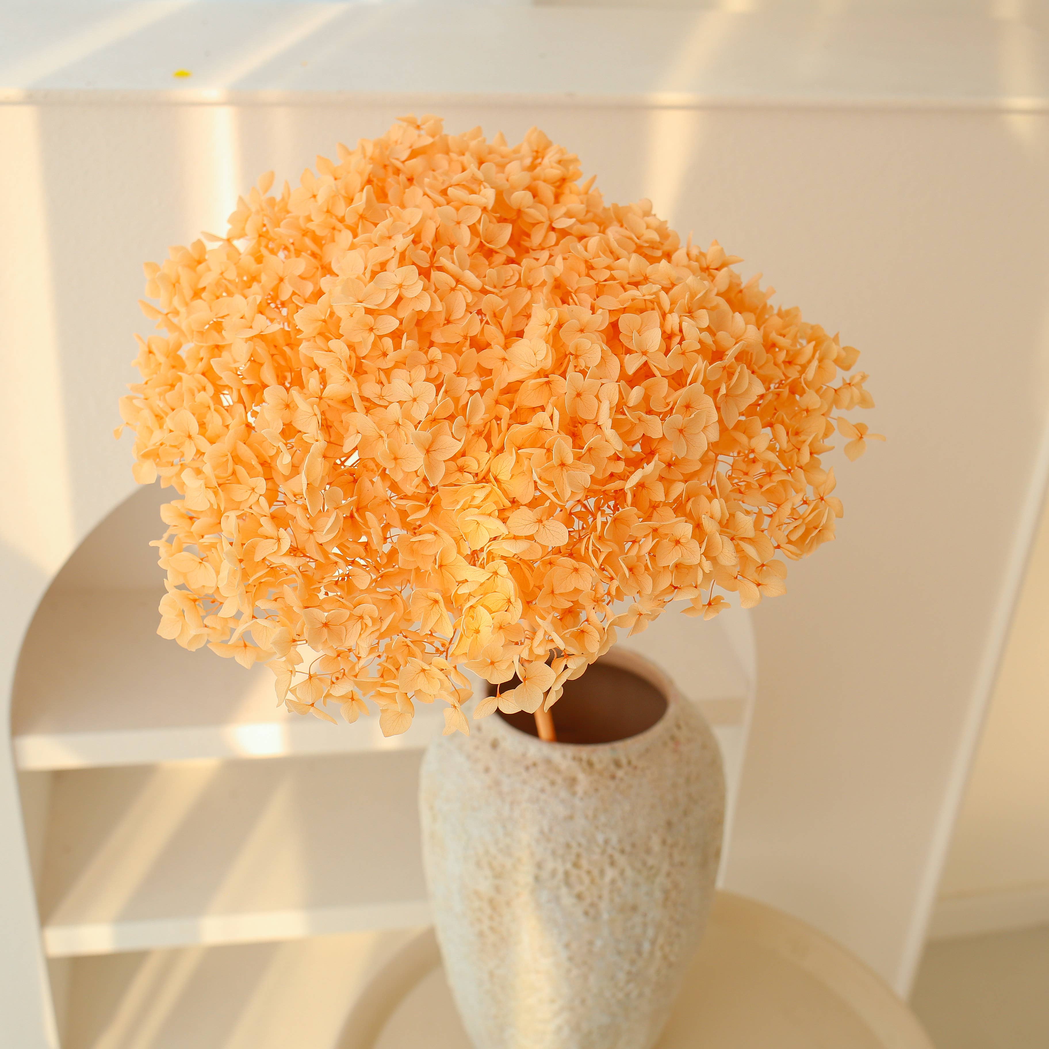 Floral Fields - Wholesale Dried/Pressed Flowers - Dried Preserved Hydrangea Large Head for Floral Design9