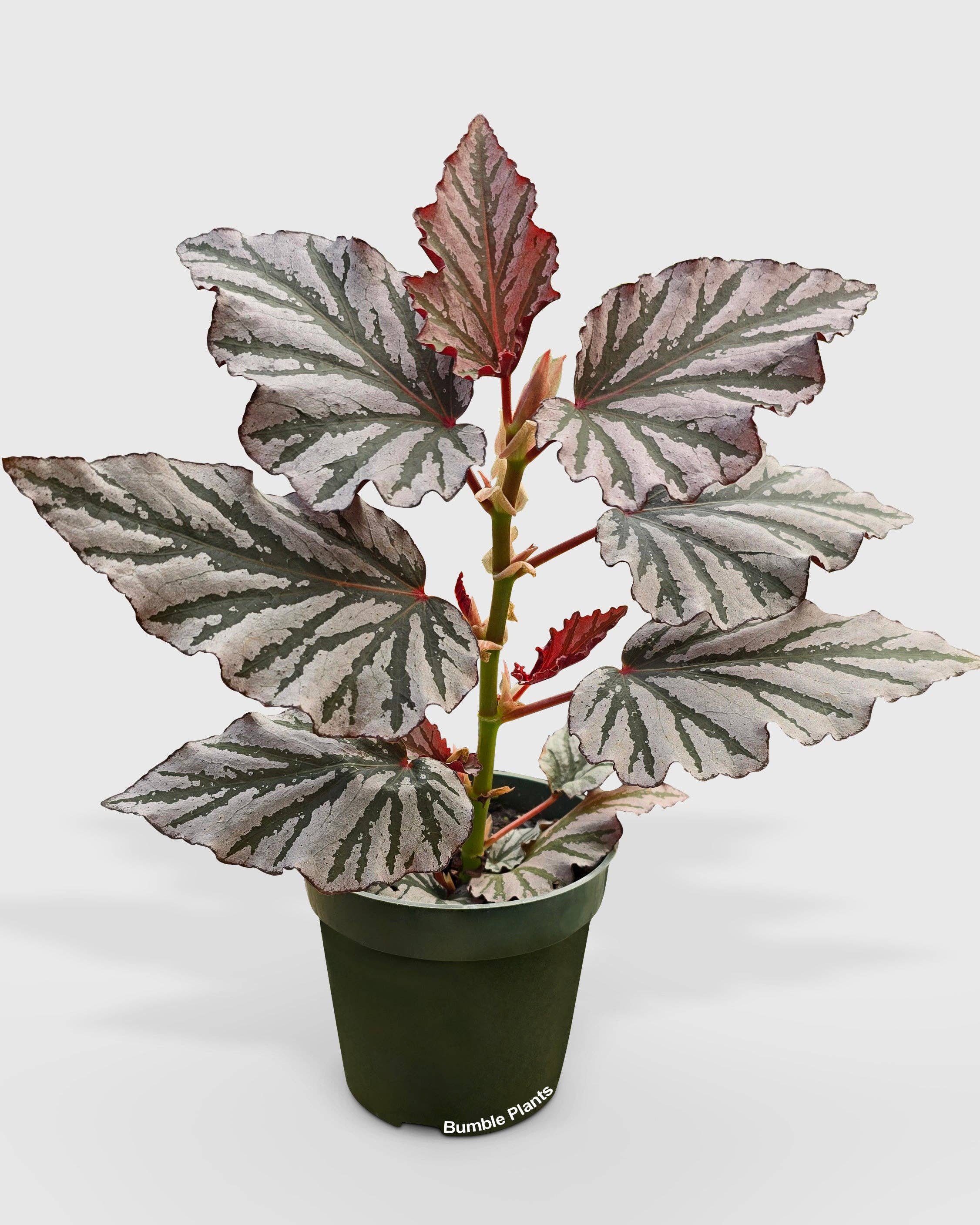 Bumble Plants - Wholesale Live Plant - Begonia Kismet Hybrid2
