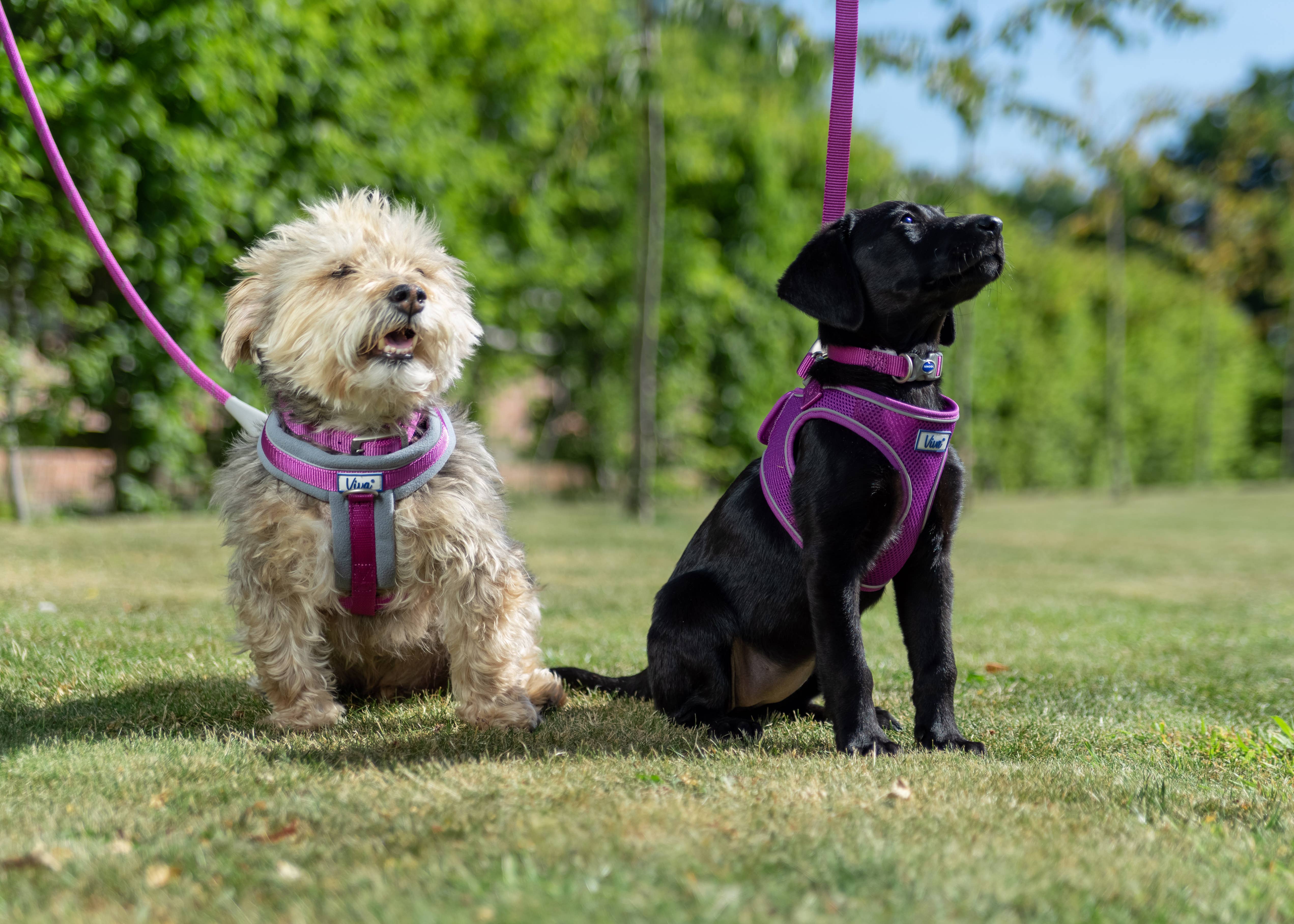 Ancol Pet Products Ltd - Vendita all'ingrosso Guinzaglio - Cani - Guinzaglio a pressione imbottito Viva VIOLA4