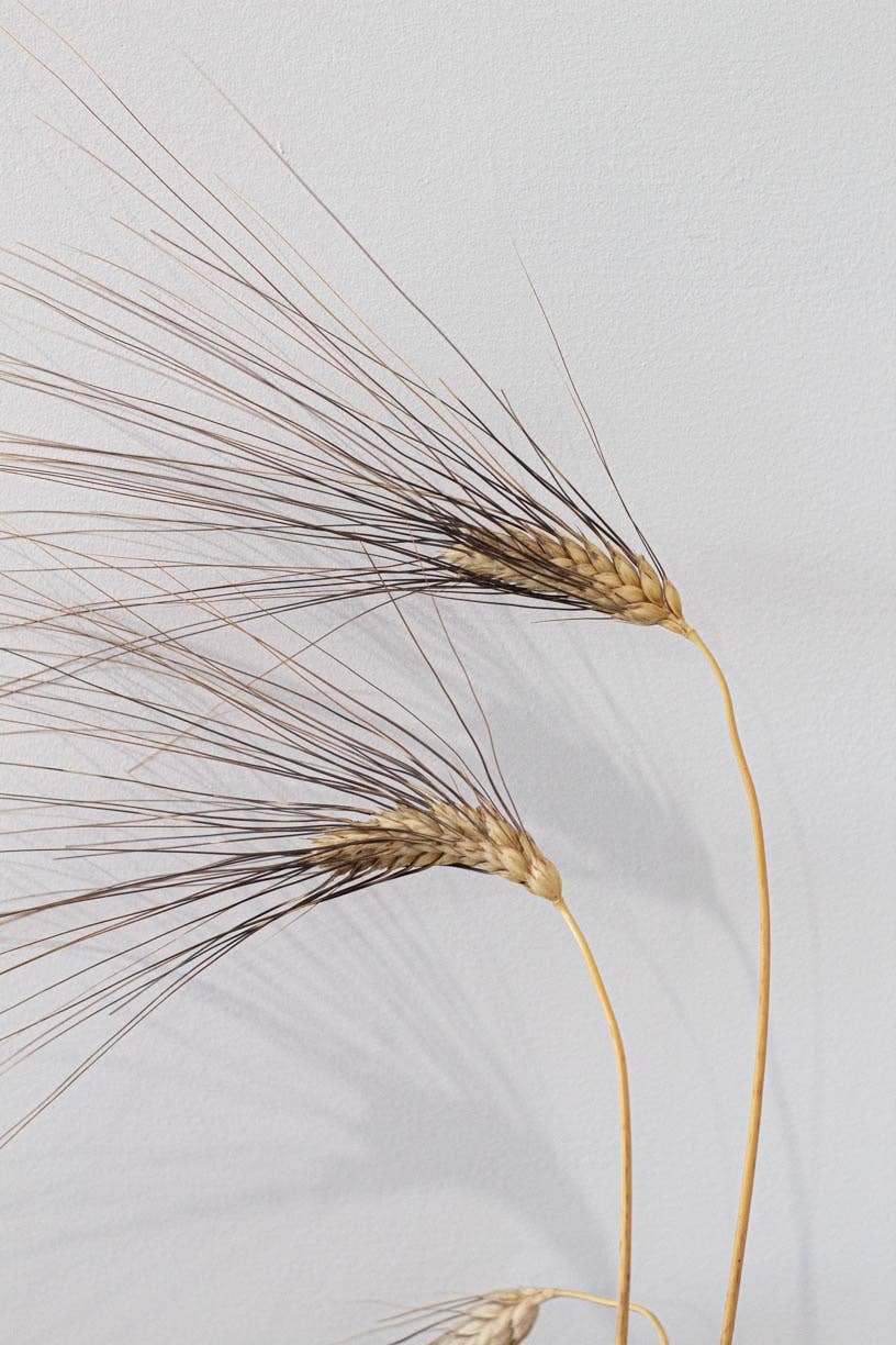 Boniviri BCorp – wholesale Pasta – Ekologisk Perciasacchi Trapanese busiate2