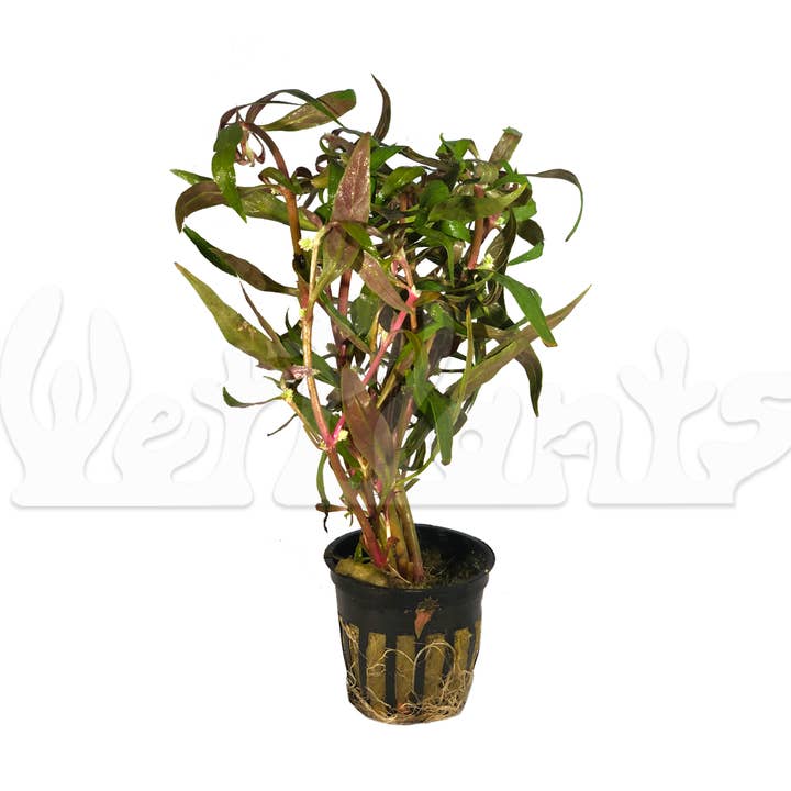 Wetplants - Wholesale Live Plant - Scarlet Temple (Alternanthera Reineckii)2