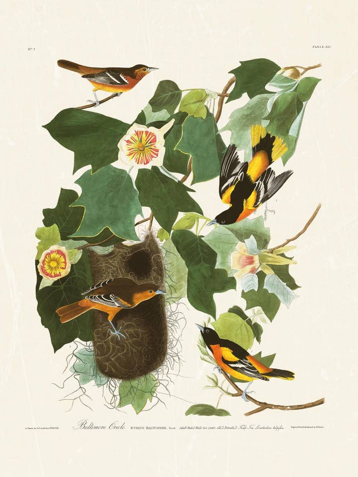 Audubon - Baltimore Oriole para venta al por mayor de Knot & Soul