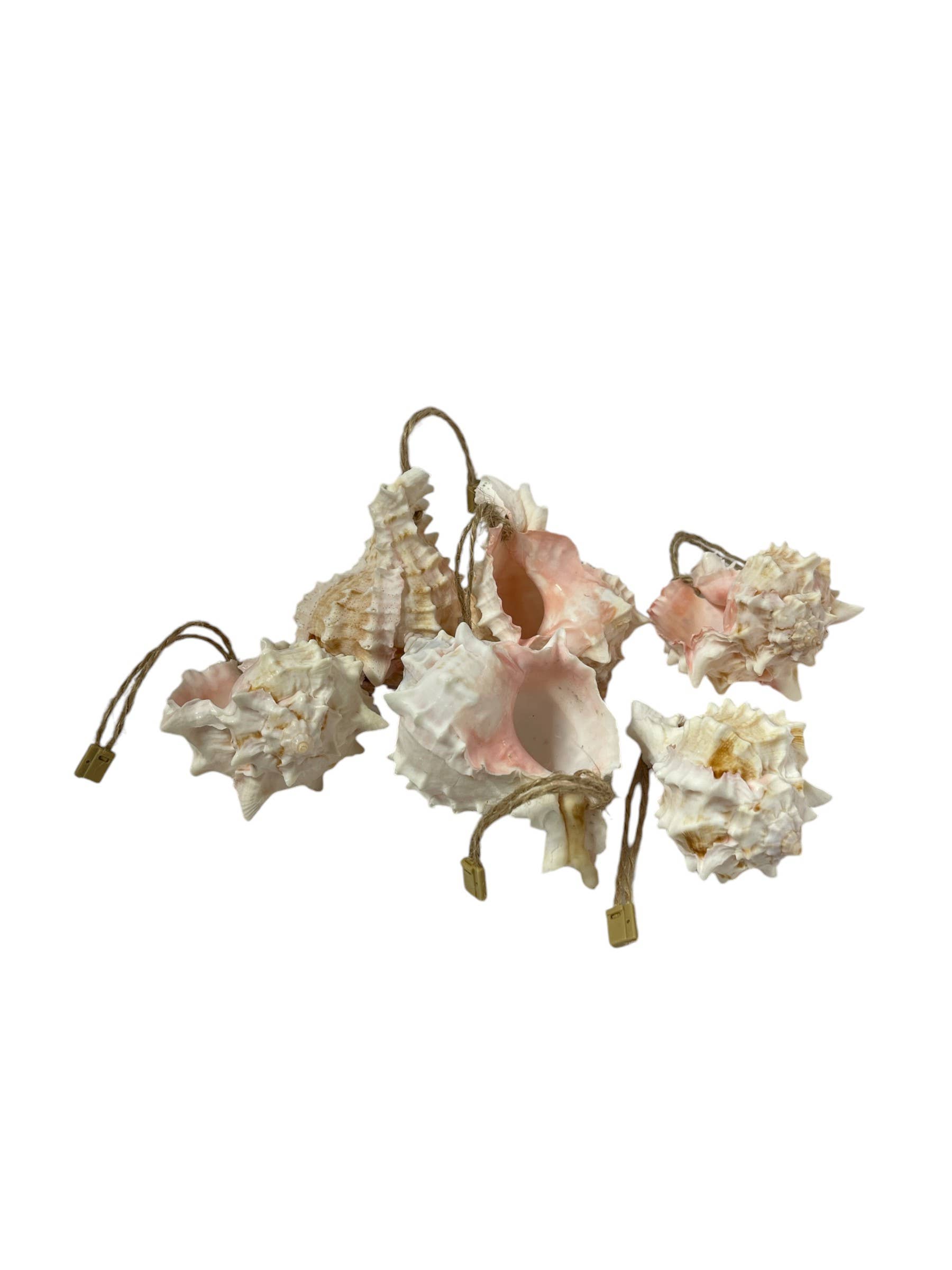 Rustic Haven Decor - Wholesale Ornament Set - Pink Murex Shell Ornament 2.5"