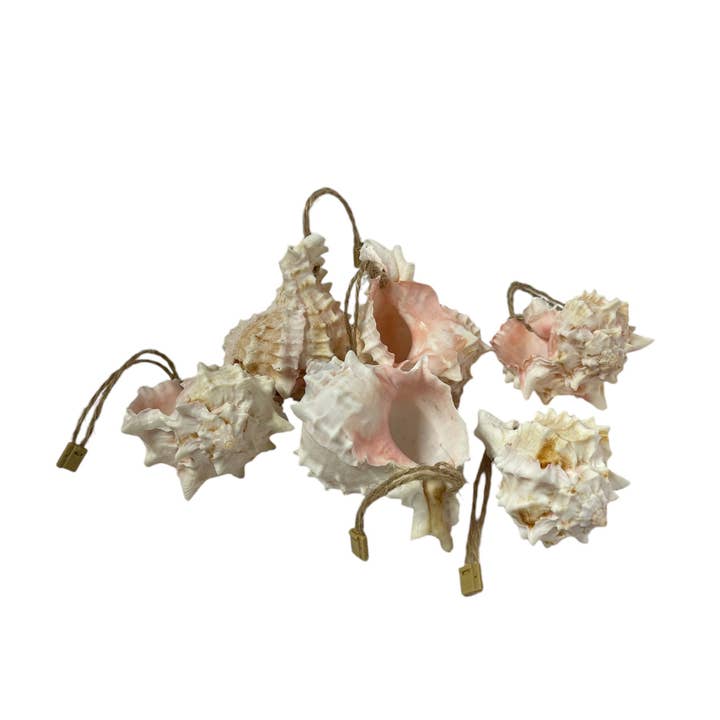Rustic Haven Decor - Wholesale Ornament Set - Pink Murex Shell Ornament 2.5"0