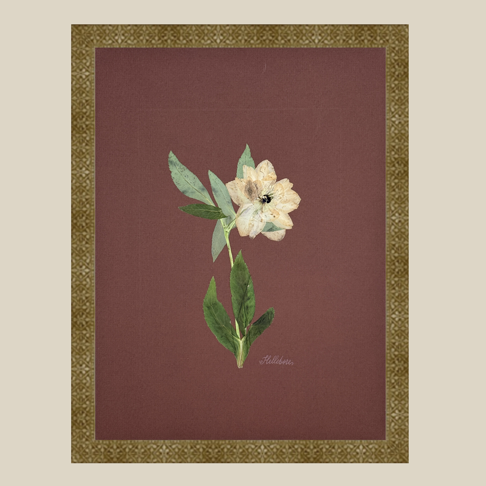 The Fleur De Lis House - Wholesale Sculpture - One-of-a-kind real pressed hellebore on chocolate wall art2
