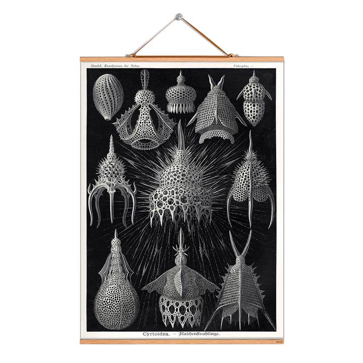 Rul billede illustration # 129/Haeckel/flaske jetfly for engroshandel hos Eicie