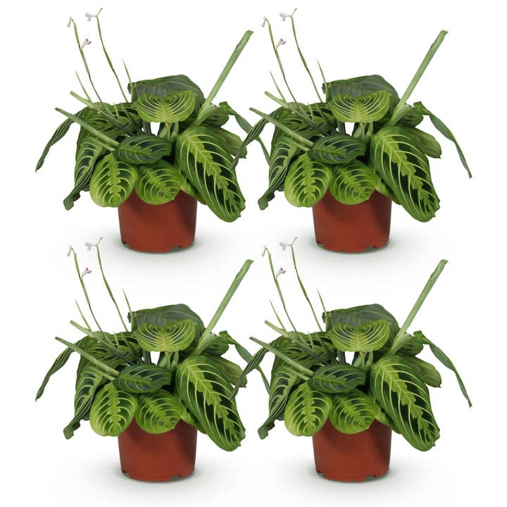 Maranta Fascinator Lemon Lime – Set of 4 Plants – Ø12cm Height 30–35cm – Prayer Plant with Bright Leaf Pattern – Pet-Friendly Houseplant for wholesale by Oasis of Life
