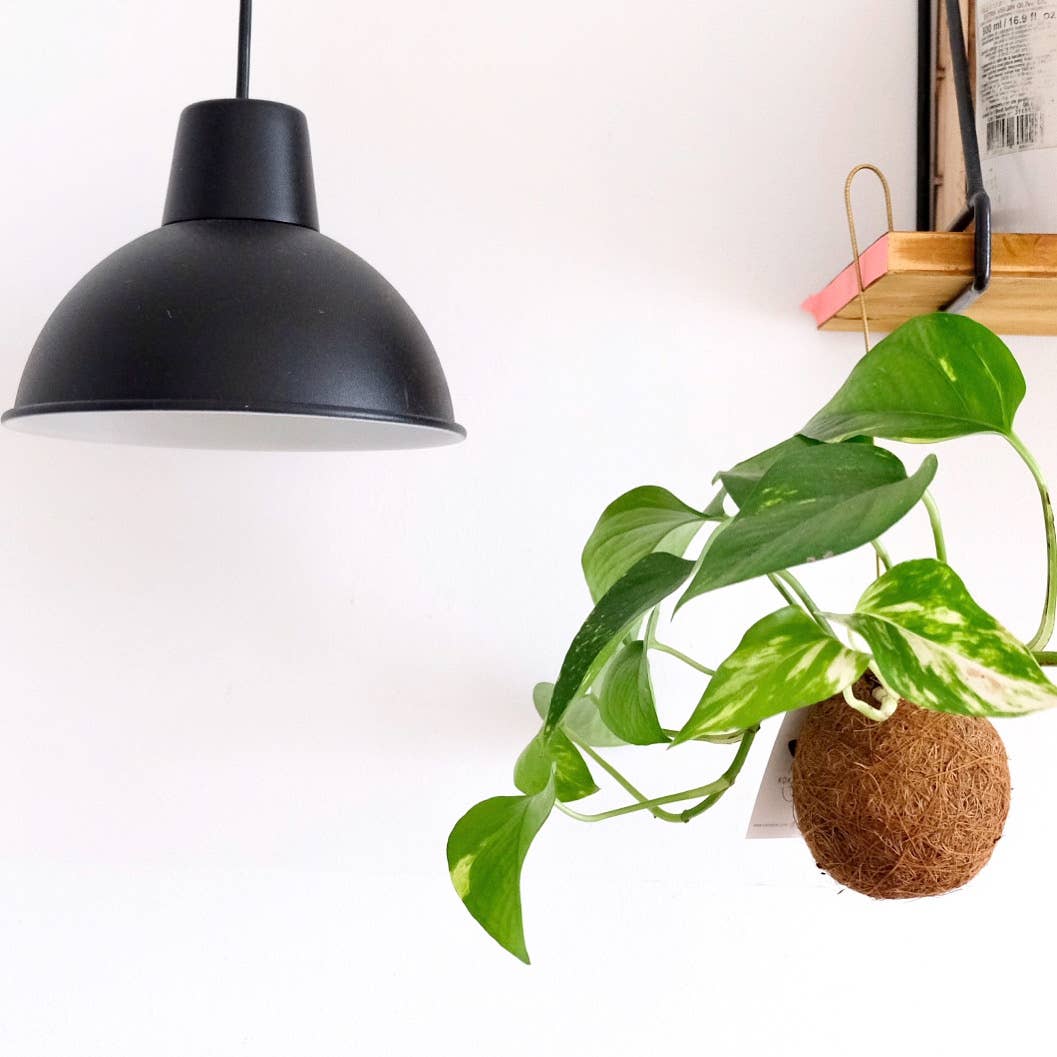 Kokedami Plants – Engroshandel Ægte plante – Kokedama Planteblanding3