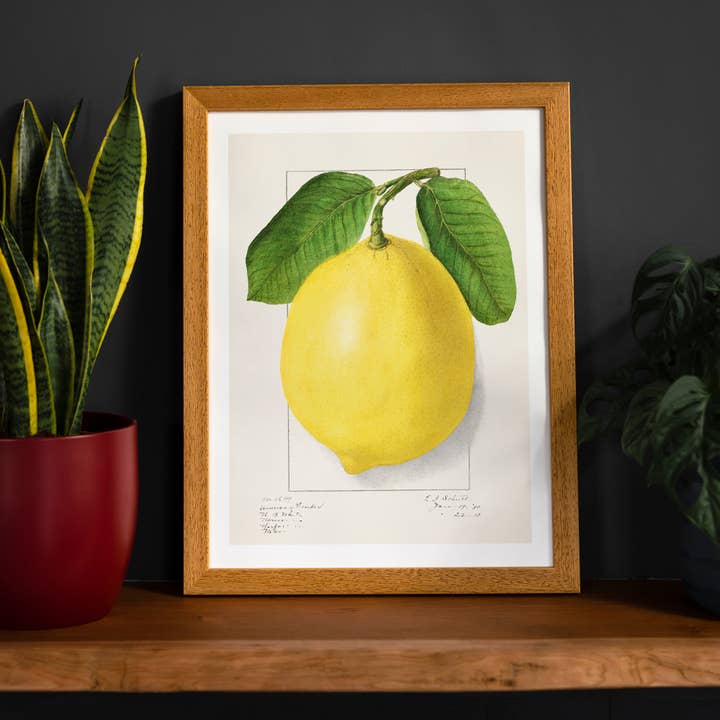Large Lemon Vintage Antique Print for wholesale by Ink & Drop