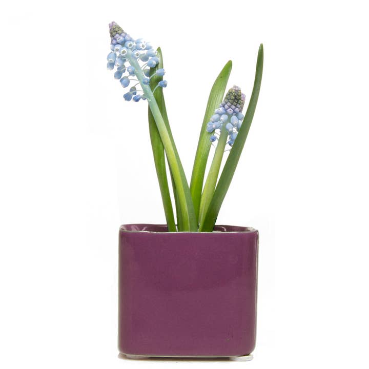 Chive - Wholesale Plant Pot - Svek Succulent Planter For Succulents And Floral Frogs4