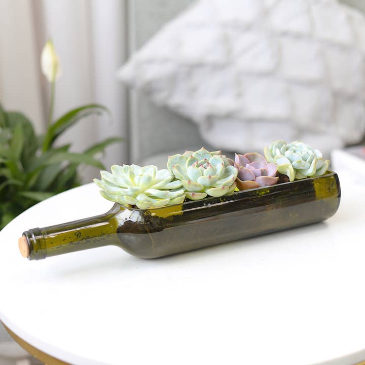 Best Plant Friend - Wholesale Succulent - Succulent Wine Bottle Arrangement - Live Succulents