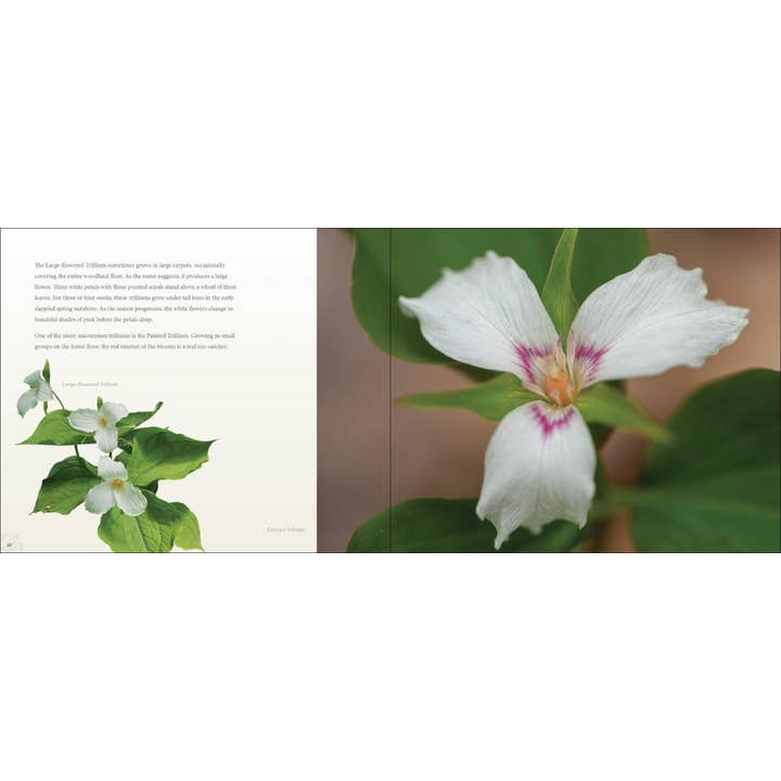 AdventureKEEN - Wholesale Book - Adult - Wildflowers