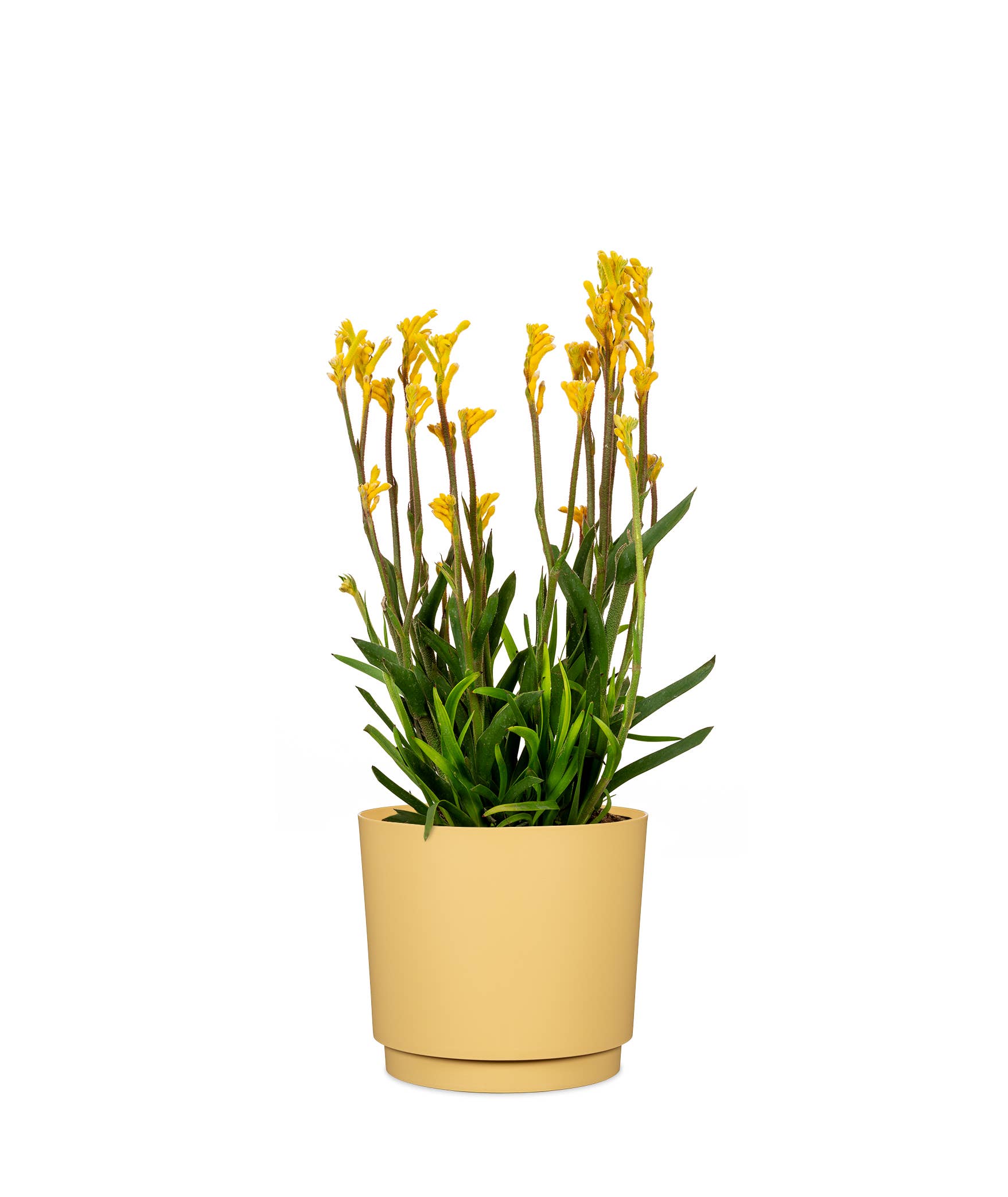Scheurich - Wholesale Plant Pot - Flowerpot/Planter Plano 236/13 - 21 made of plastic9