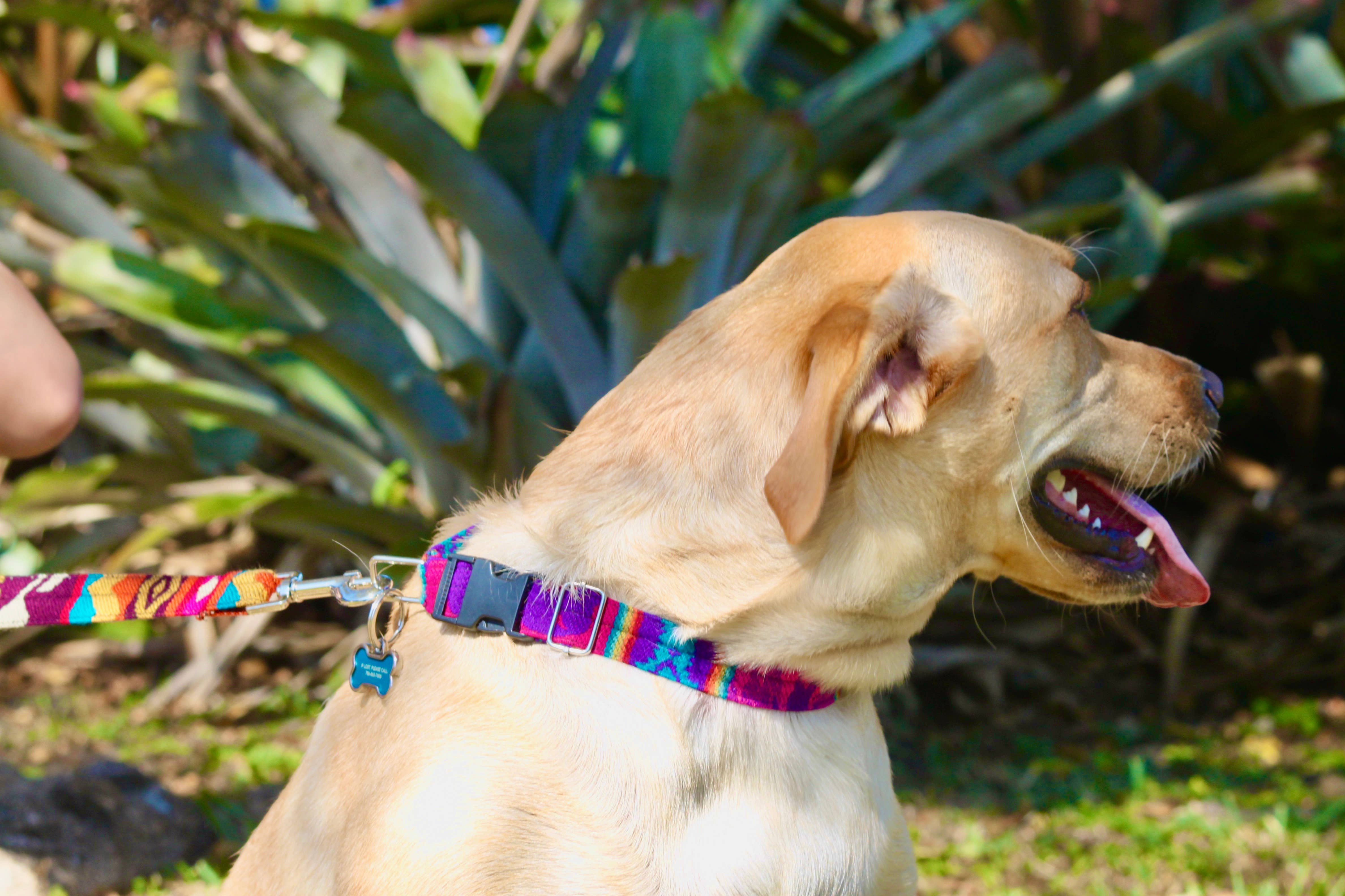 Pichincha - Wholesale Pet Collar - Dog - Tribal Pattern Ecuadorian Large Pet Dog Thin Collar4