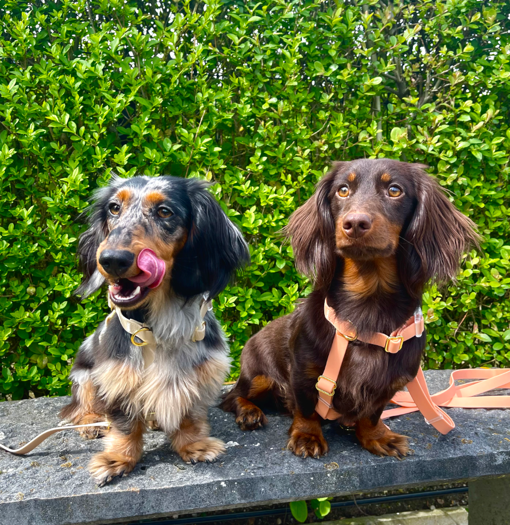 Marley and Me – wholesale Sele - Hund – Mallorca sele3