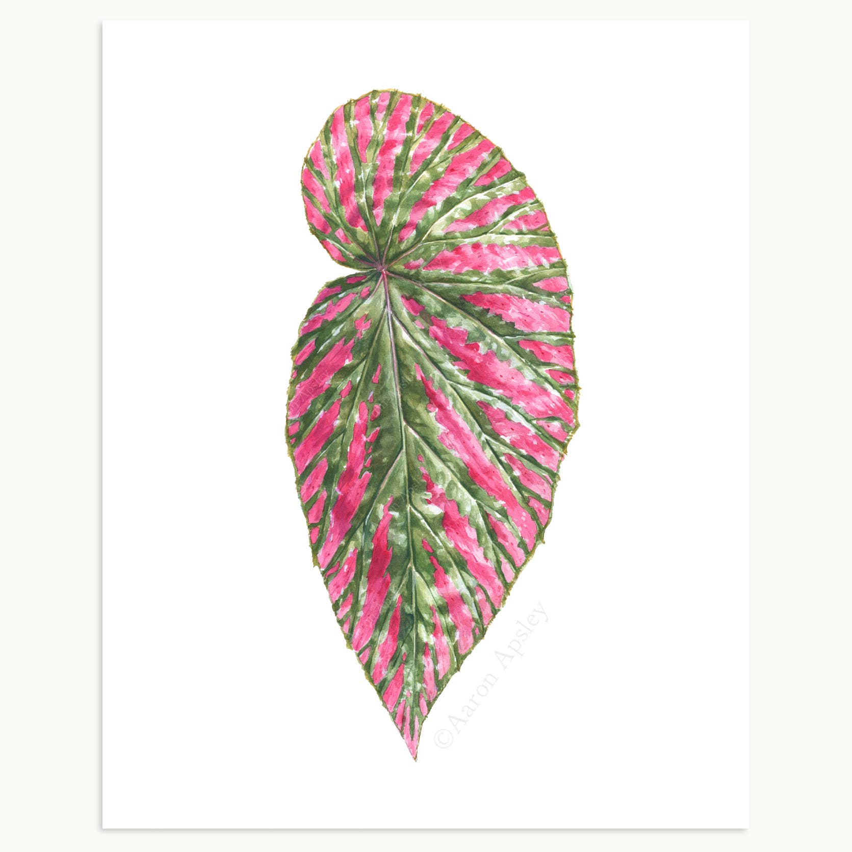 Aaron Apsley Artwork - Wholesale Art Print - Tropical Leaf Print - 8"x10"11