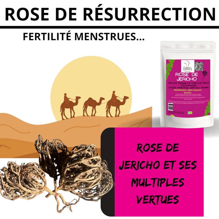ELITEA - Wholesale Health/Detox Tea - 3 Roses of Jericho Chajarat Dried Rose of Jericho - Resurrection Plant5