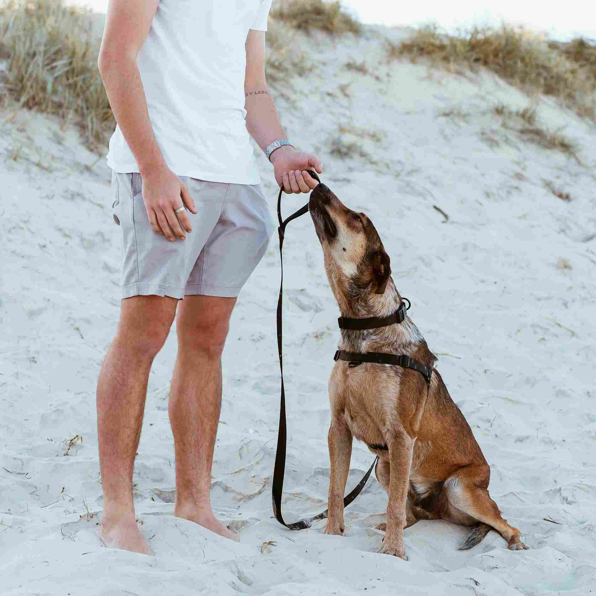 Stylish Hound - Wholesale Pet Harness - Dog - Blackout OG No-Pull Training Harness3