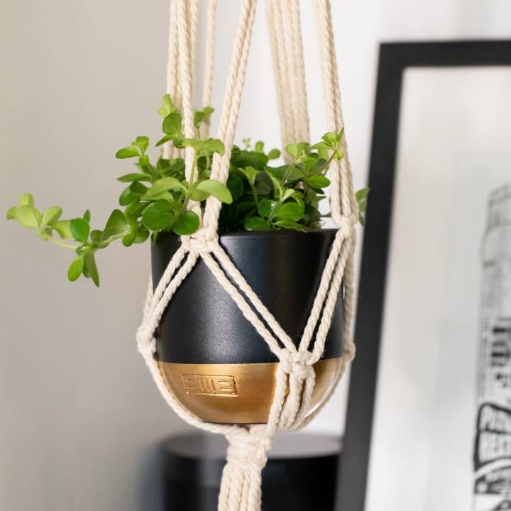 Peperomia Rotundifolia for wholesale by The Little Botanical