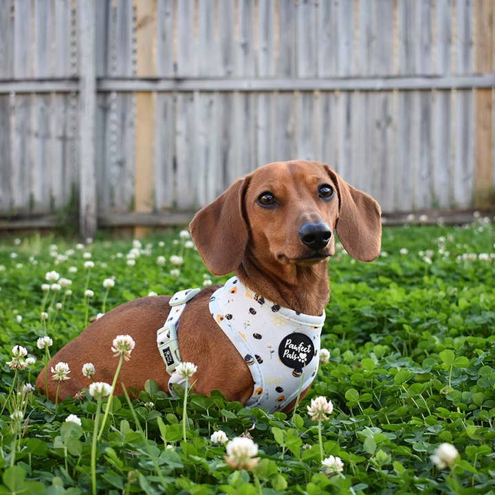 Pawfect Pals - Wholesale Pet Harness - Dog - Sweet Like Honey - Reversible Dog Harness